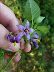 Solanum dulcamara