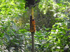 Amorphophallus paeoniifolius
