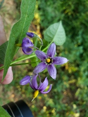 Solanum dulcamara