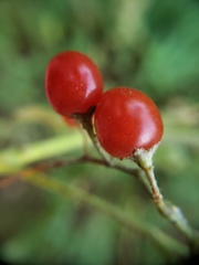 Solanum dulcamara