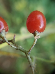 Solanum dulcamara