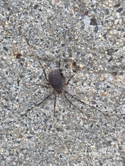 Eumesosoma