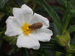 Mycterus curculioides