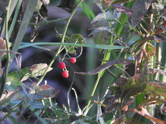 Solanum dulcamara