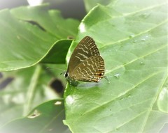 Jamides alecto alocina