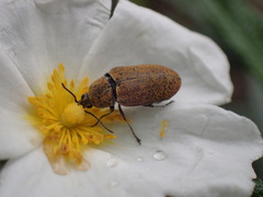 Mycterus curculioides