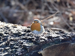 Erithacus rubecula