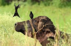 Dicrurus macrocercus