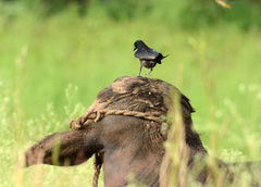 Dicrurus macrocercus