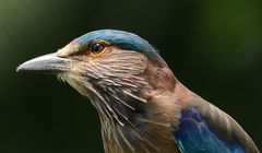 Coracias benghalensis