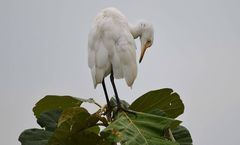 Bubulcus ibis
