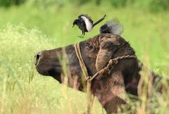 Dicrurus macrocercus