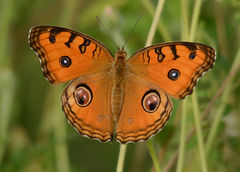 Junonia almana