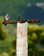 Streptopelia chinensis