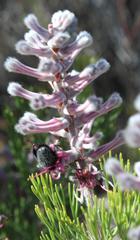 Paranomus bracteolaris