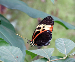 Heliconius hecale