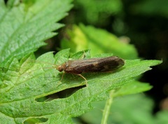 Neureclipsis bimaculata