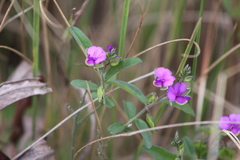 Polygala serpentaria