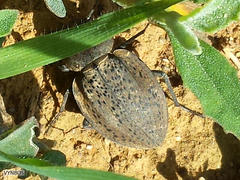 Somaticus