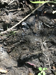 Trichophaea gregaria