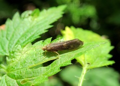 Neureclipsis bimaculata