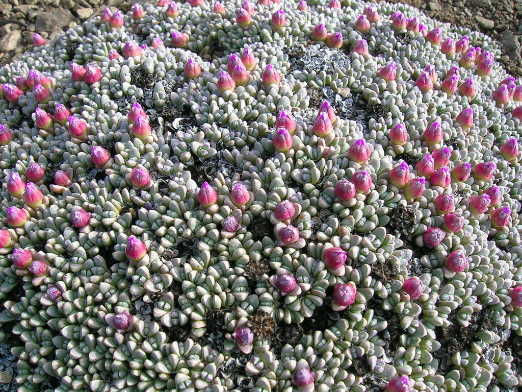 Mound Matfig