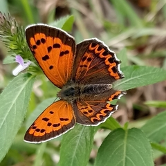 Lycaena panava