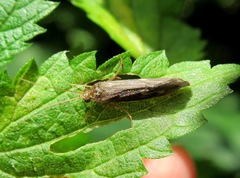 Neureclipsis bimaculata