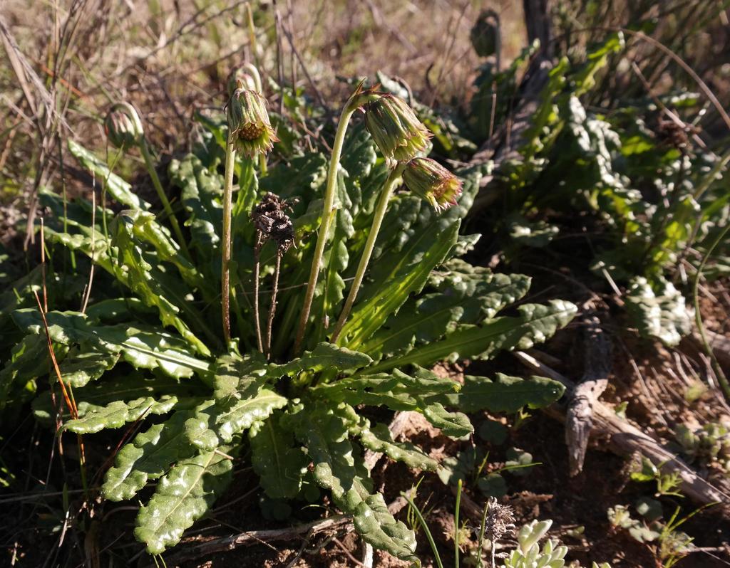 Perdicium capense