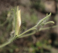 Cordylanthus pilosus pilosus