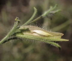 Cordylanthus pilosus pilosus