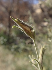 Cordylanthus pilosus pilosus
