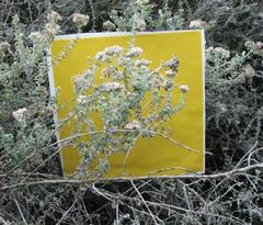 Plecostachys serpyllifolia