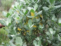 Senecio halimifolius