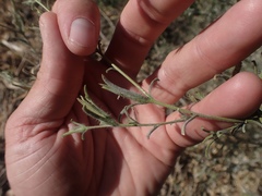 Cordylanthus pilosus pilosus