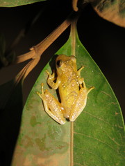 Dendropsophus leali