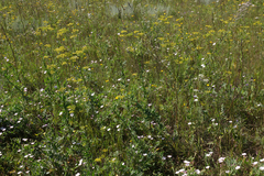 Peucedanum morisonii