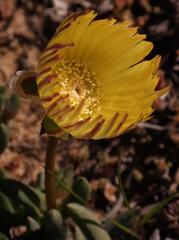 Cephalophyllum loreum