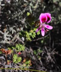 Pelargonium englerianum