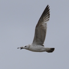 Larus