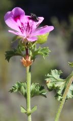 Pelargonium englerianum