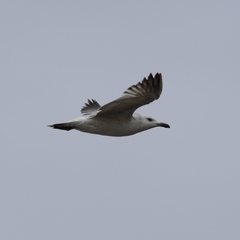 Larus