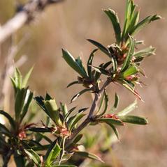 Cliffortia acutifolia
