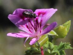 Pelargonium englerianum