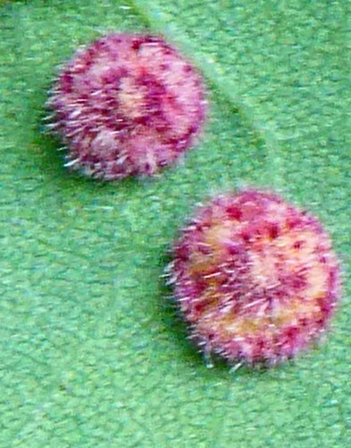 Cupped Spangle Gall Wasp