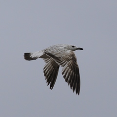 Larus