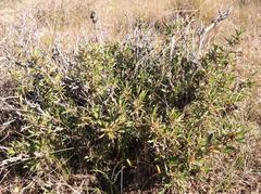 Cliffortia acutifolia