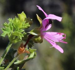 Pelargonium englerianum