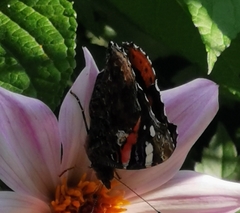 Vanessa atalanta