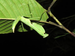 Macromantis hyalina